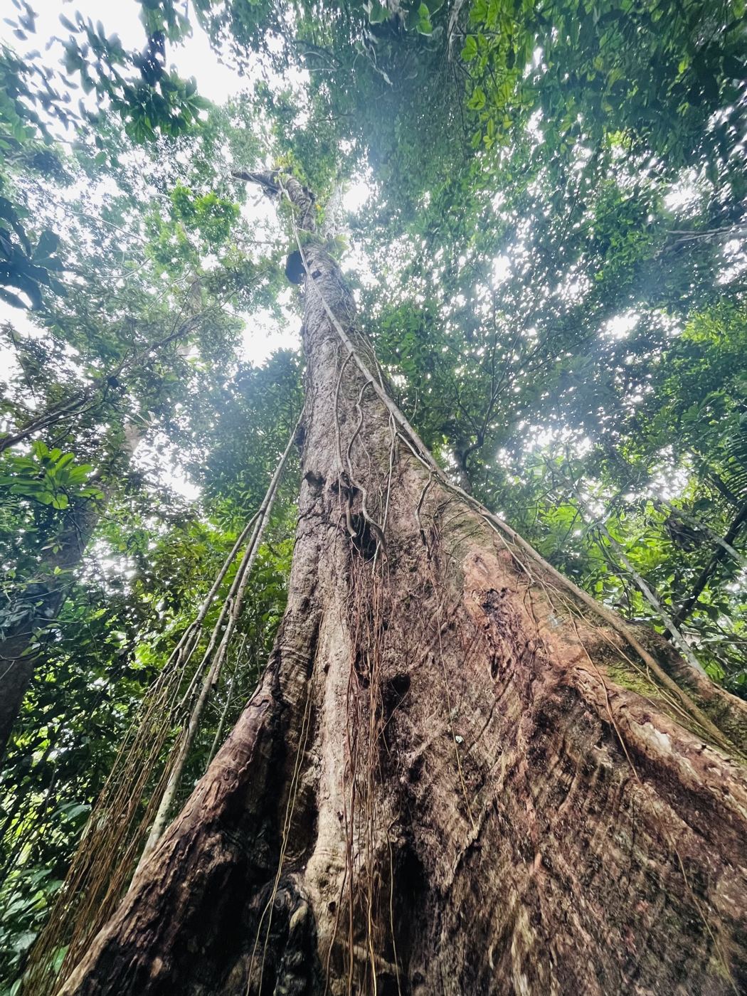 Looking up the trunk of a Noya Rao tree into the rainforest canopy