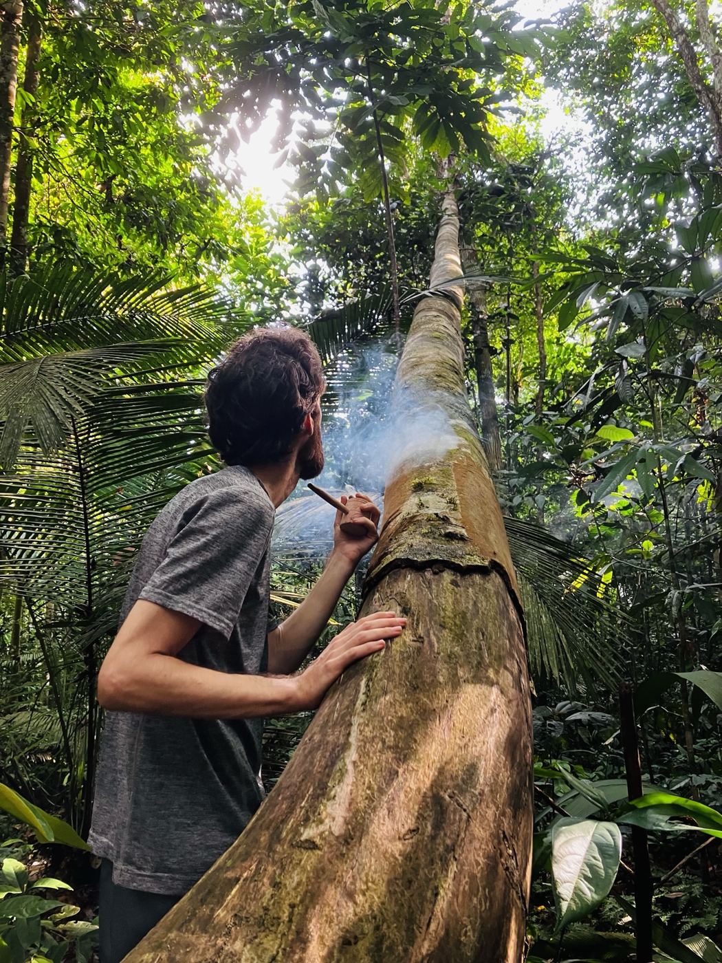A student blows tobacco smoke onto the trunk of a tree in the rainforest
